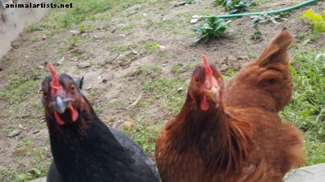 10 excelentes consejos para criar gallinas de patio trasero