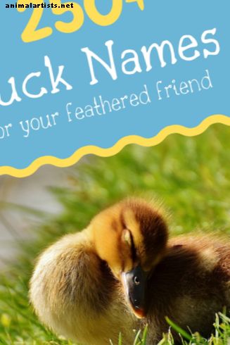250+ Duck Names for Your Feathered Friend (Fra Aflac til Xerxes)
