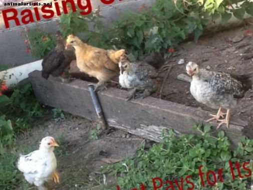Criando pollos (la mascota que se paga sola)