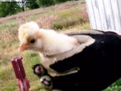 Photo Essay of the Life of a Chicken: Fra nyansatt til voksen
