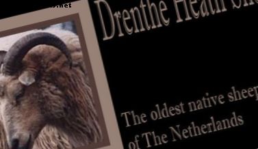 Raza de ovejas nativas holandesas: Drenthe Heath Sheep (Drents Heideschaap)