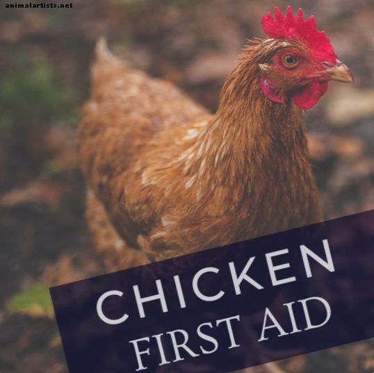 Førstehjelp: Hvordan ta vare på en skadet kylling