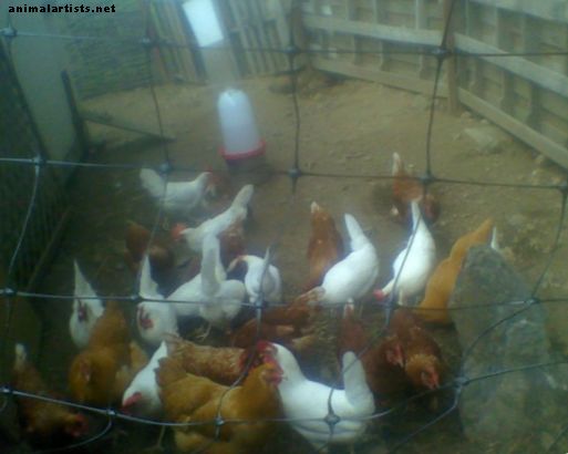 Criando pollos en una eco-aldea del siglo XXI