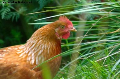 Errores a evitar al criar pollos: nuestra historia