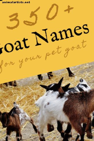 350+ kjæledyr geit navn for den nye geiten (fra Angus til vafler)