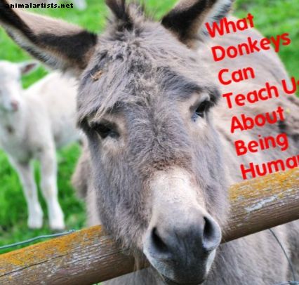Lo que los burros nos pueden enseñar sobre ser humanos