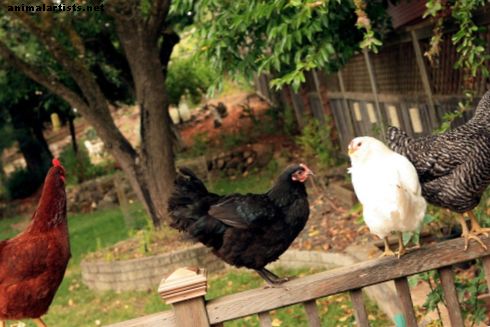 Guía de enfermedades del pollo en el patio trasero