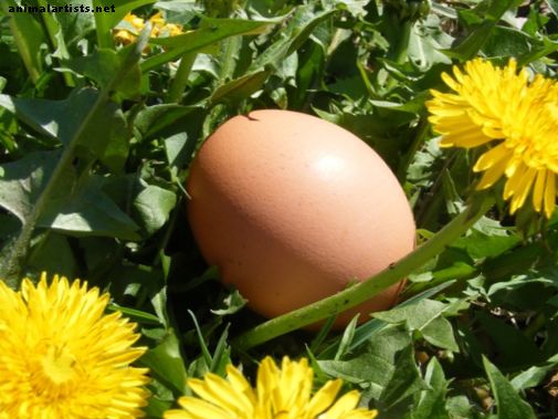 Lag ditt eget egg-Grabber-verktøy