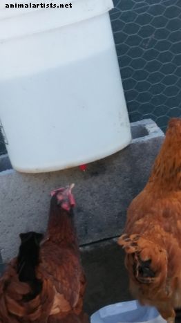 Sistema de riego automático de pollo DIY por menos de $ 10