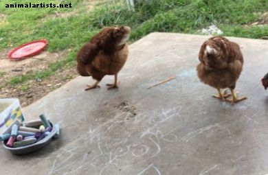 Fordeler og ulemper med å eie kyllinger i forstedene