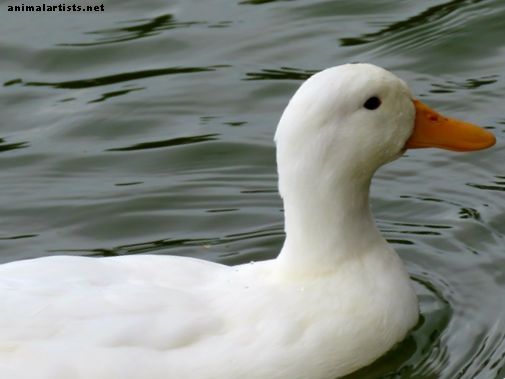 Todo lo que necesitas saber sobre los patos Pekin
