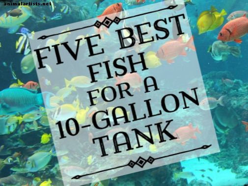 Beste fisk for en 10-gallon tankoppsett