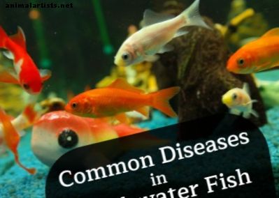 Slik gjenkjenner vanlige sykdommer hos ferskvannsfisk: Ich og mer