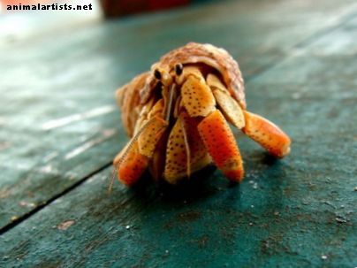 Vejledning til typer eremittekrabber: Landheremsk krabbearter