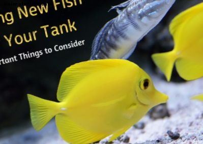 Čo je potrebné zvážiť pred nákupom nových akváriových rýb