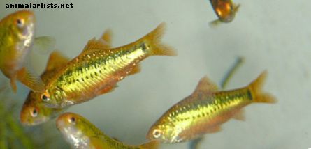 Gold Barbs: Care and Good Tank Mates for This Aquarium Fish