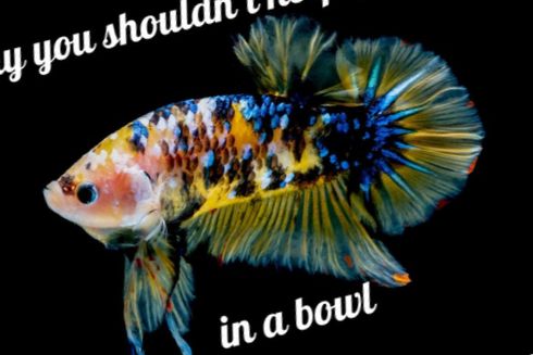 Hvorfor du ikke bør ha en Betta-fisk i en skål