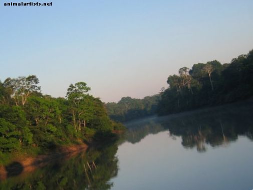 Cómo crear un acuario con temática natural del río Amazonas