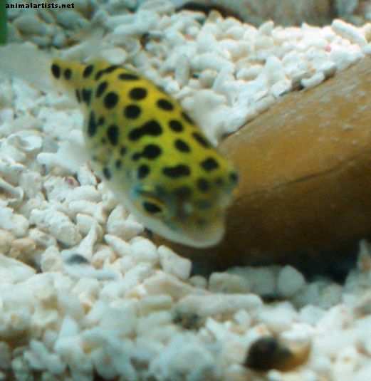 Green Spotted Puffer Fish Care, Fôring og Tankoppsett