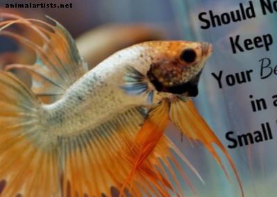 Риба Бета в купички: Просто кажете не!