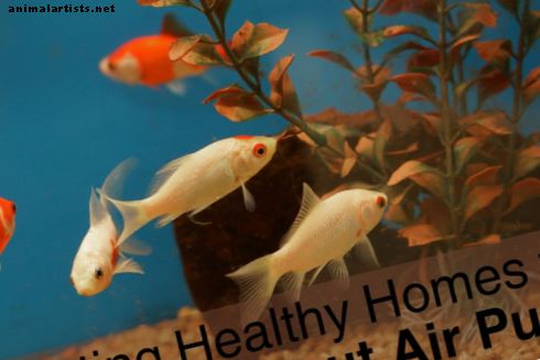 Omsorg for gullfisken din i en fiskeskål uten luftpumpe
