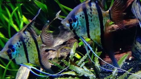 ¿Los peces tropicales necesitan un calentador, filtro y luz?