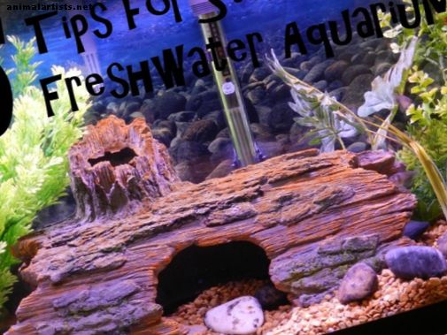 5 tips for å starte et ferskvannsakvarium: Utover installasjonsveiledningen