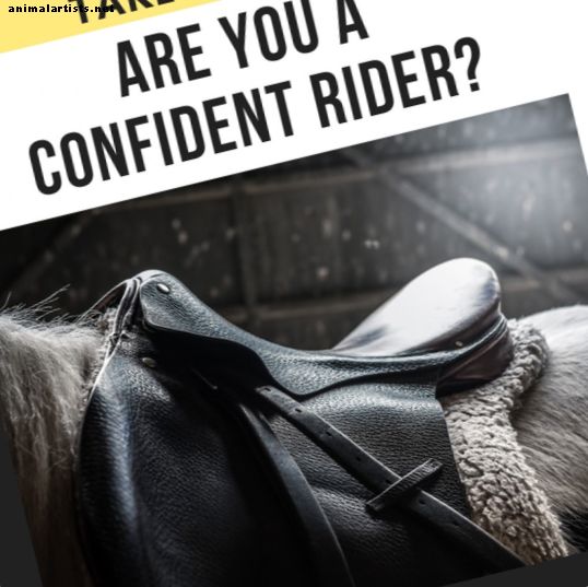 Тест: Колко сте уверени в конния конник?