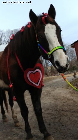 Aktiviteter og ideer for hesteeiere i februar måned
