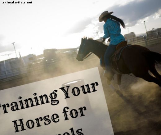 Tips om hestetrening: Hvordan trene for tønne racing (med video)