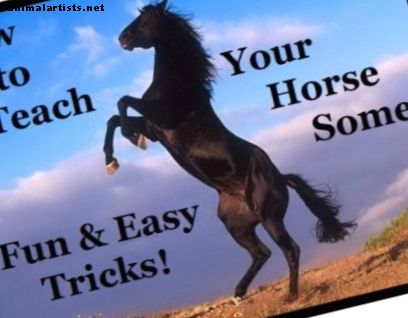 3 enkle triks for å lære hesten din