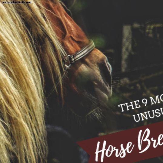 Vakre, sjeldne og uvanlige hesteraser