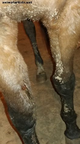 Fordelene ved å bruke et rehabiliterings- eller oppleggsanlegg for den skadde hesten din