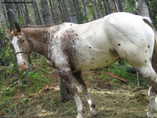 Hestetreningsverktøy: Avlinger og pisker