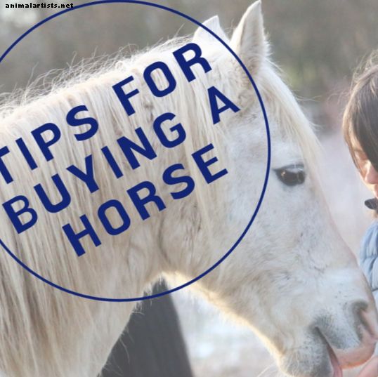 En guide til å handle og prøve hester