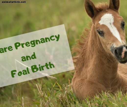 Stadier av graviditet i en hoppe og følsom fødsel