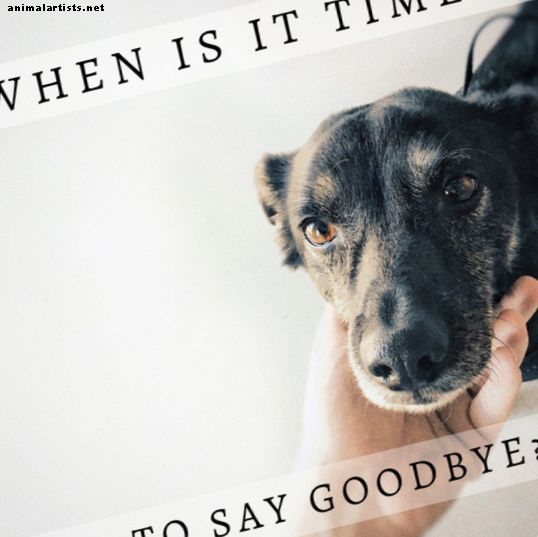 12 tegn på at en hund dør: Hva du skal gjøre når hundens helse avtar