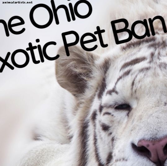 Ohio eksotiske kjæledyrforbud: Hvilke dyr er nå ulovlig som kjæledyr?