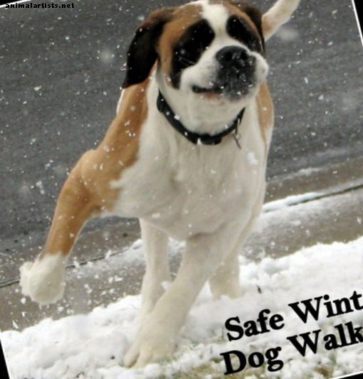 Зимни разходки с кучета: Пазете се безопасно и здравословно