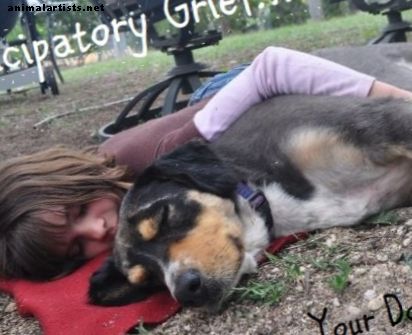 Anticipatory sorg: pre-sørge for tapet av hunden din