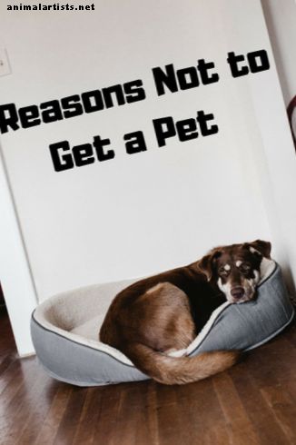 8 viktigste grunnene til ikke å skaffe seg et kjæledyr