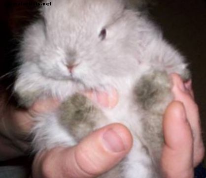 Ръководство за породата зайци: Заешки зайци от Джърси