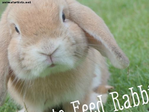 Bunny Care Guide: Hvilke mat spiser kaniner?