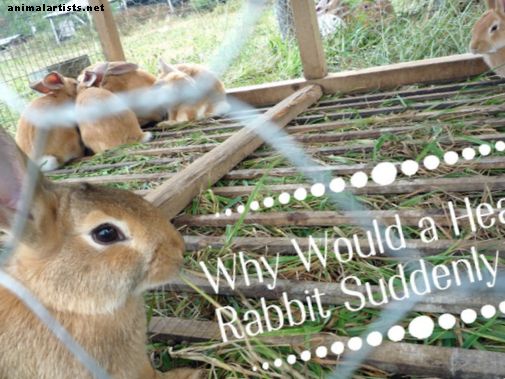 Vanlige årsaker til plutselig død hos sunne kaniner