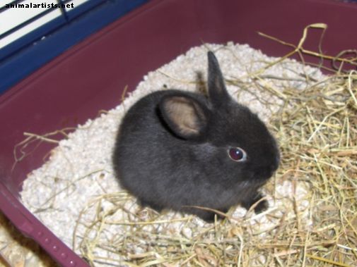The Ultimate Guide to Dwarf Rabbit Care