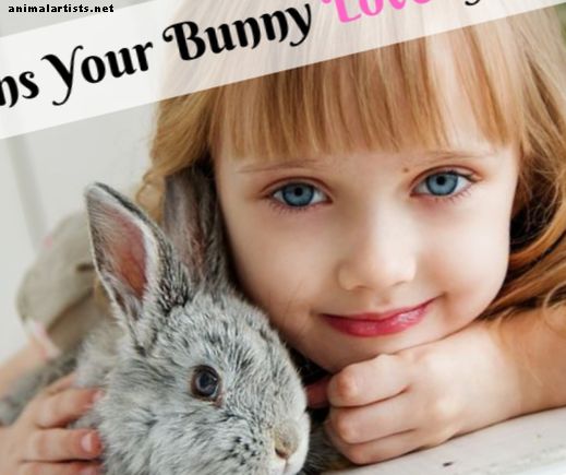 Hvordan fortelle om kaninen din elsker deg