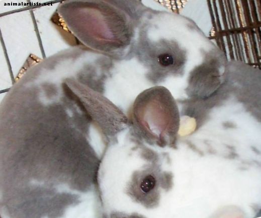 Bunny Breed Guide: Rex Rabbits
