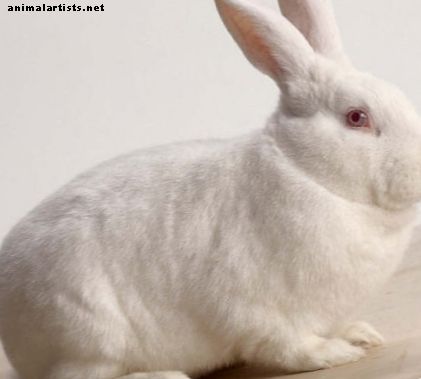 Bunny Breed Guide: New Zealand White Rabbit