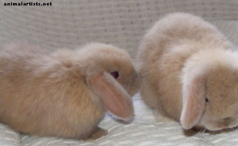 10 най-добри породи зайци за деца