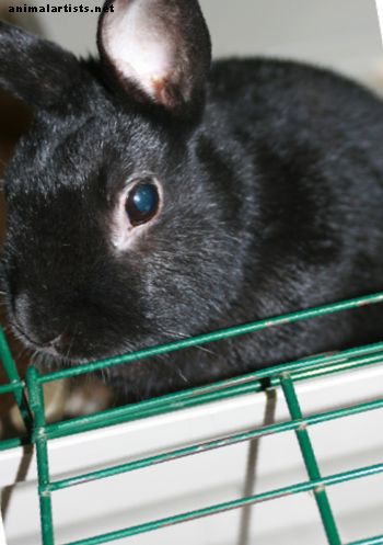 Trayendo a casa tu primer conejo mascota